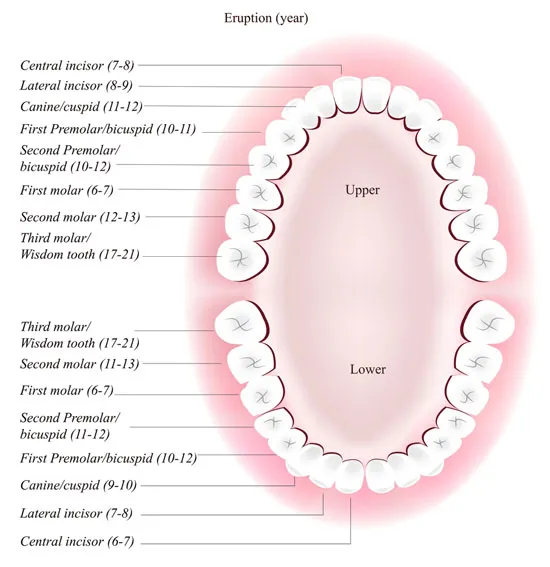 Wisdom Teeth Surprise AZ | Tooth Removal | Wisdom Teeth Removal